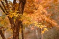 Autumn trees Royalty Free Stock Photo