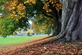 Autumn Trees Royalty Free Stock Photo