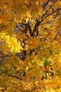 Jesenné stromy