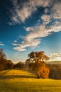 Autumn Trees