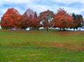 Autumn Trees