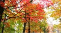 Autumn Trees Royalty Free Stock Photo