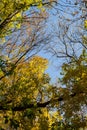 Autumn Trees Against Blue Sky. Yellow Autumn Leafs On Blue Sky Background Royalty Free Stock Photo