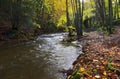 Autumn Trees along the River Alyn, Rhydymwyn