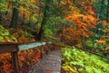 Autumn trees along walking trail in Michigan upper peninsula