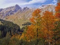 Autumn trees with alp mountains behind Royalty Free Stock Photo
