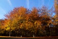 Autumn trees in the amazing wood