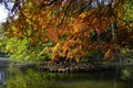 Autumn trees Royalty Free Stock Photo