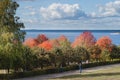 Autumn trees in the background the river Volga