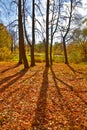 Autumn trees Backlit Royalty Free Stock Photo