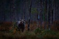 Autumn trees with bear. Night nature Bear hidden in forest. Beautiful brown bear walking around lake with fall colours. Dangerous Royalty Free Stock Photo
