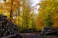 Autumn trees in Bielefeld Germany