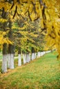 Autumn trees and branches in park arranged in a row, green grass and yellow leaves Royalty Free Stock Photo