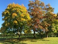 Autumn trees