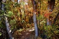 Autumn trees in the cold forest