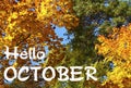 Autumn trees with colorful leaves on a blue sky background.Hello October.Fall season,autumn concept.