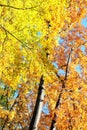 Autumn trees. Royalty Free Stock Photo