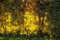 Autumn trees. The colors of autumn - orange and yellowAutumn - natural background.