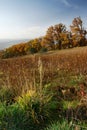 Autumn trees in countryside Royalty Free Stock Photo