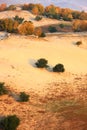 Autumn trees in deserts Royalty Free Stock Photo