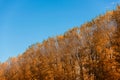 Autumn Trees in a diagonal against the blue sky Royalty Free Stock Photo