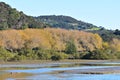 Autumn trees at estuary with mudflats