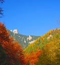 Autumn trees and evergreen forest