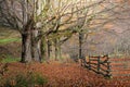 Autumn Trees and Fence Royalty Free Stock Photo