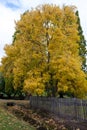 Autumn Trees and Flowers at Forest Glade Gardens Mount Macedon Victoria.