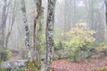 Trees Growing in Pennsylvania Forest