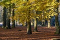 Autumn trees in the forest in Borken, Germany