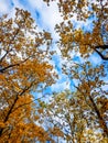 Autumn trees in forest with golden leaves against the blue sky Royalty Free Stock Photo