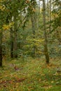 autumn trees in the forest after the rain Royalty Free Stock Photo