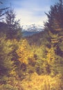 Autumn trees in the forest and snow-covered mountain in the distance. Royalty Free Stock Photo