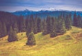 Autumn trees in the forest and snow-covered mountain in the distance. Royalty Free Stock Photo