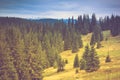 Autumn trees in the forest and snow-covered mountain in the distance. Royalty Free Stock Photo