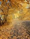 Autumn trees frame city street path covered in yellow orange fall leaves