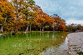 Autumn Trees at Frio River at Garner State Park, Texas Royalty Free Stock Photo
