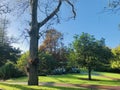 Autumn trees of Garden in Auckland Domain at early morning. Royalty Free Stock Photo