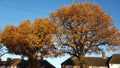 Autumn Tree