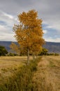 Autumn trees along meadow stream with distant mountains in Eastern Sierra Nevadas California Royalty Free Stock Photo