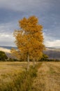 Autumn trees along meadow stream with distant mountains in Eastern Sierra Nevadas California Royalty Free Stock Photo