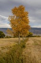 Autumn trees along meadow stream with distant mountains in Eastern Sierra Nevadas California Royalty Free Stock Photo