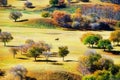 The autumn trees on the golden steppe Royalty Free Stock Photo