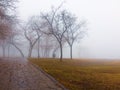 Autumn trees in the fog Royalty Free Stock Photo