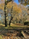 Autumn trees at Headley Heath Royalty Free Stock Photo