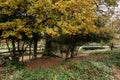 Autumn trees and Hedges