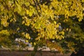 Autumn Trees in Kungsparken, Malmo, Sweden