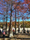 The autumn trees on the lake coast Royalty Free Stock Photo