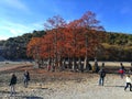 The autumn trees on the lake coast Royalty Free Stock Photo